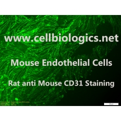 C57BL/6-GFP Mouse Primary Dermal Microvascular Endothelial Cells